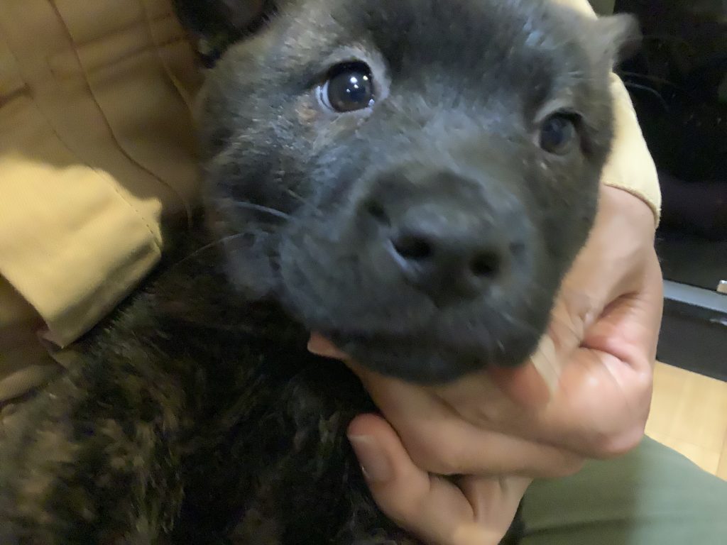 ブログアイキャッチ画像