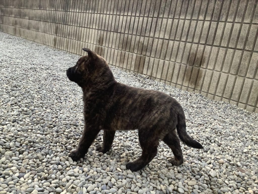 ブログアイキャッチ画像